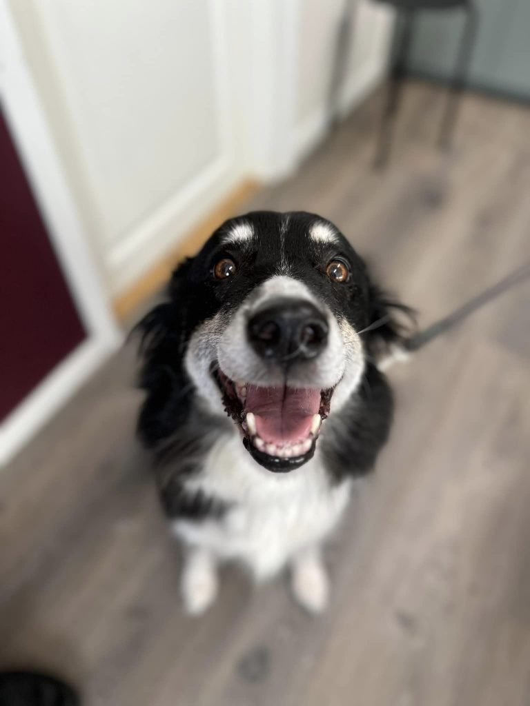 bilde av hunden Thula